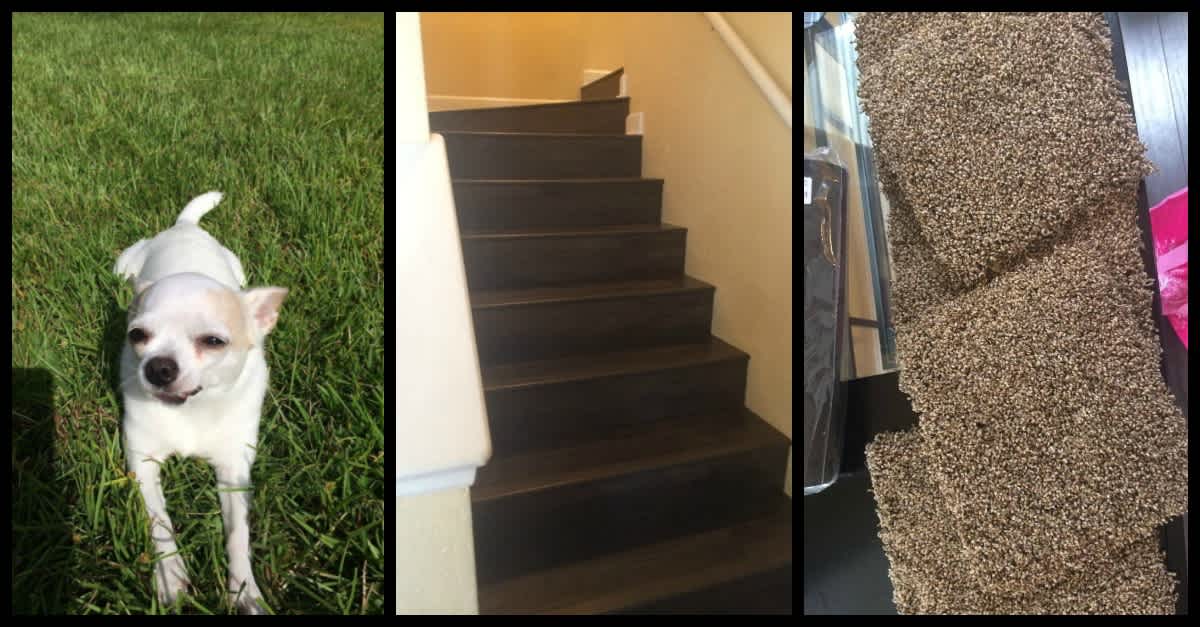 what to do if your dog is afraid of stairs
