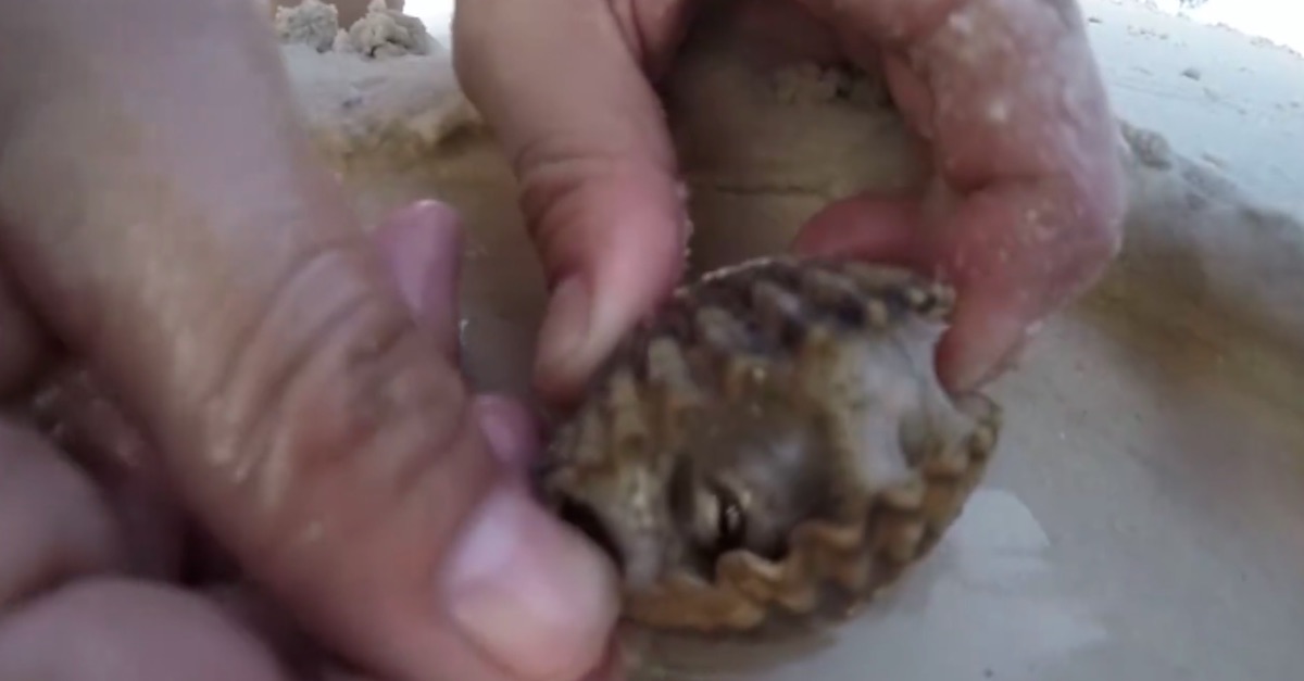 They Find A Shell On The Beach And Pry It Open. What Comes Flying