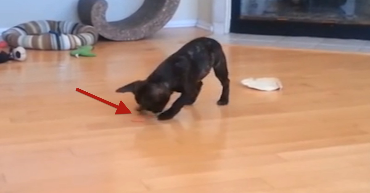 I Gave My Dog His First Carrot, And His Reaction Was PRICELESS! I Can't