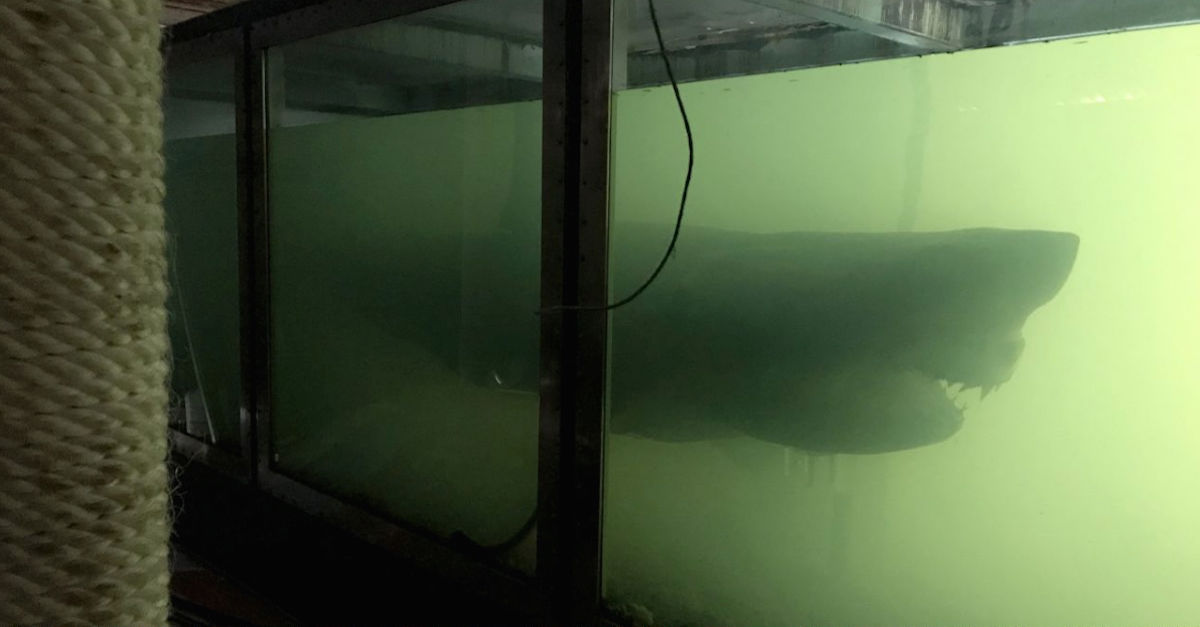 Urban Explorer Finds A Giant Shark In Abandoned Wildlife Park