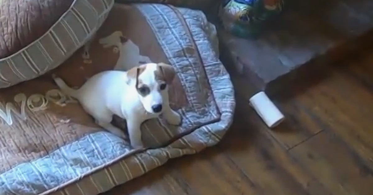 Cute Puppy Is Scared Of His Bone. Aww, This Is ADORABLE!