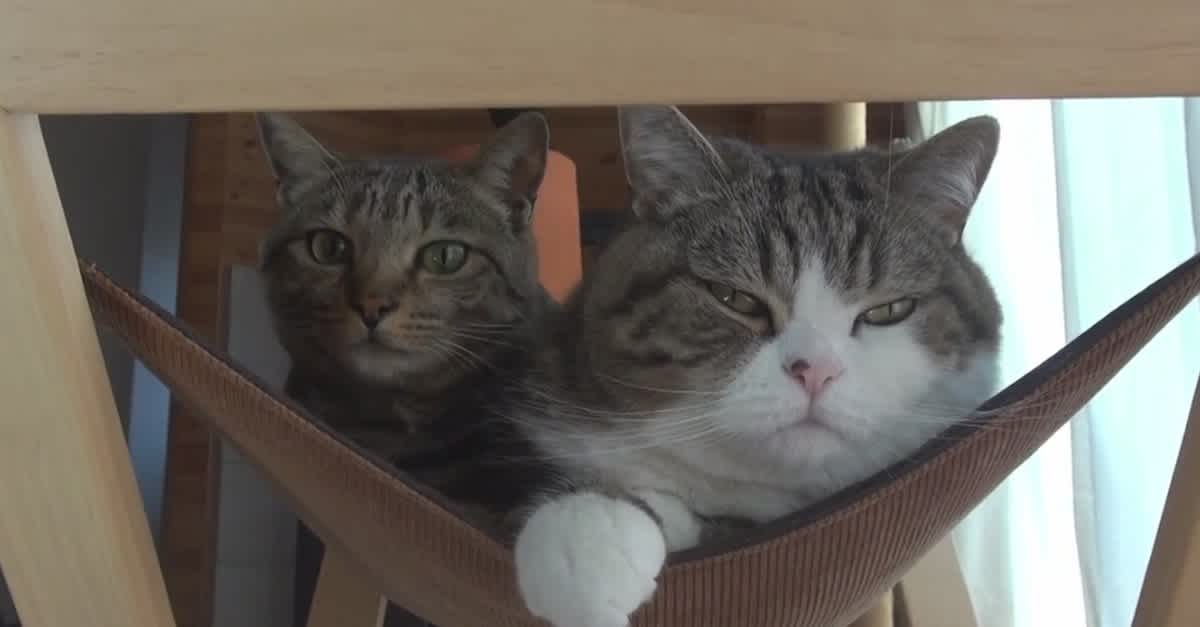 Adorable Cats Maru And Hana Lounge In Their New Hammock | LittleThings.com