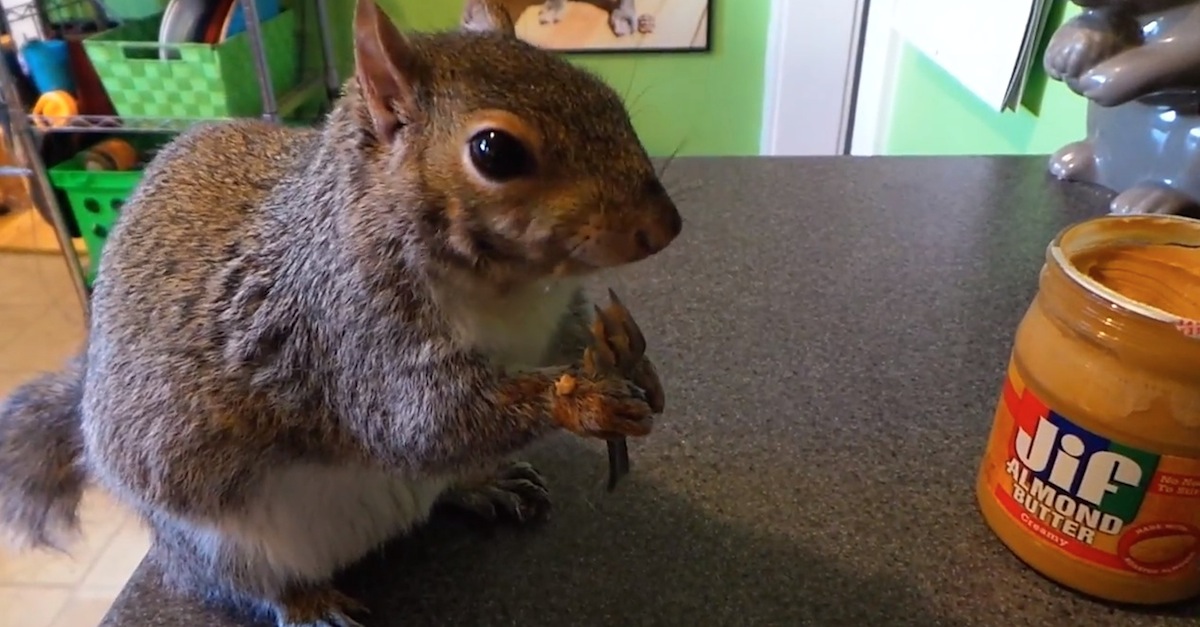 Squirrel Tries Almond Butter For The First Time. His Reaction