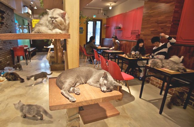 are there any cat cafes near me