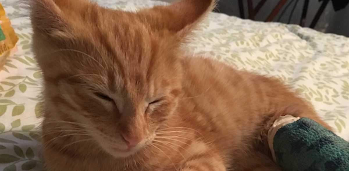 mama cat brings her baby up to a couple