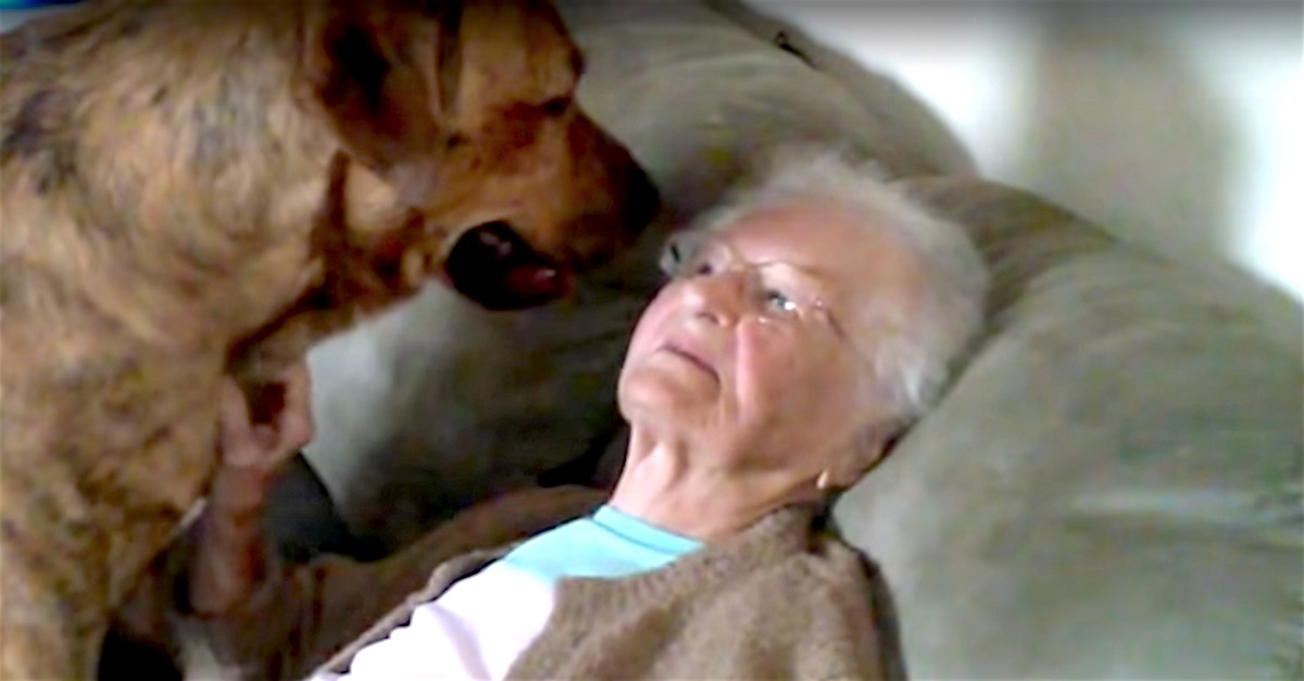 Gigantic Dog Jumps On Grandma, But Wait Til You See What He Does Next