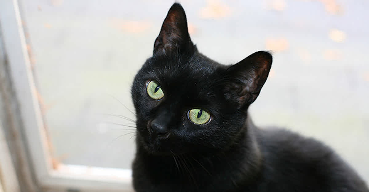 Взять черную кошку. Блэк Кэт Ярославль. Черная кошка с зелеными глазами порода. Порода черных кошек с зелёными глазами. Бельгийская черная кошка.