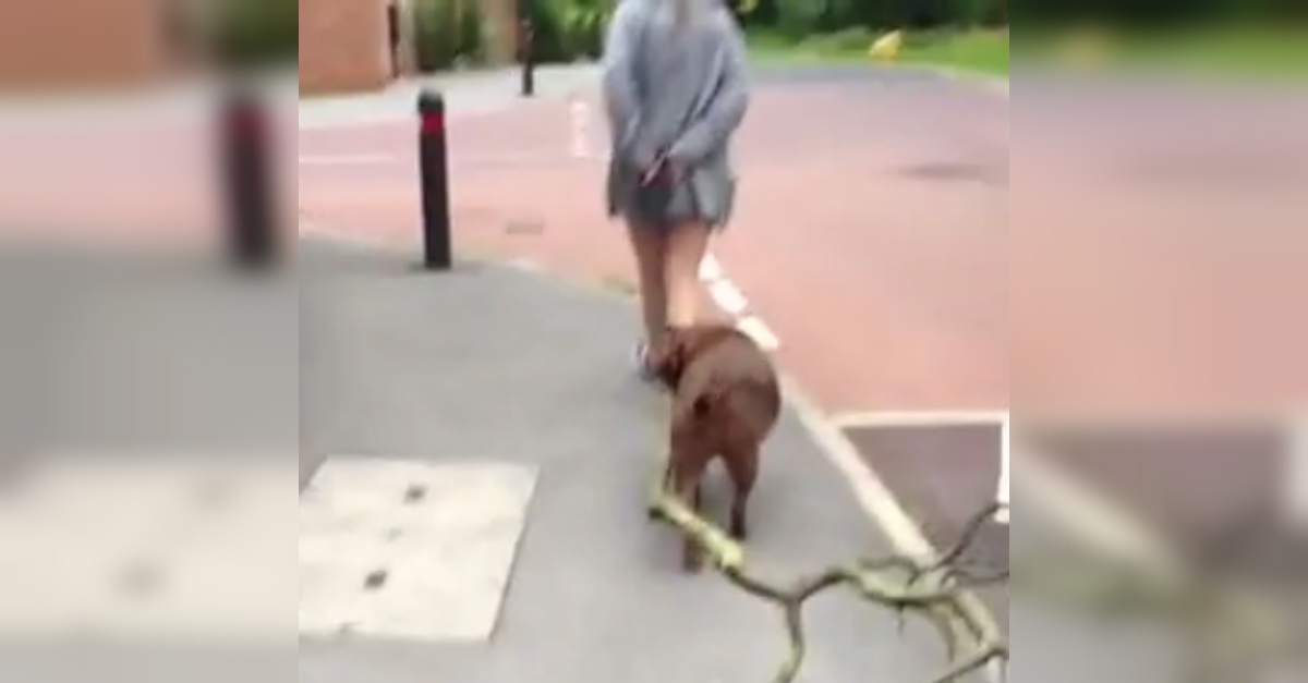Excited Dog Drags Huge Stick Home From Park