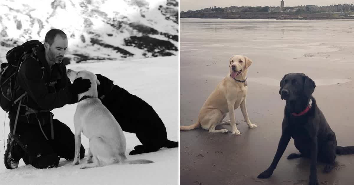 Two Dogs Show This BBC Sportscaster's Two Dogs Have Helped Sports Fans Everywhere ...