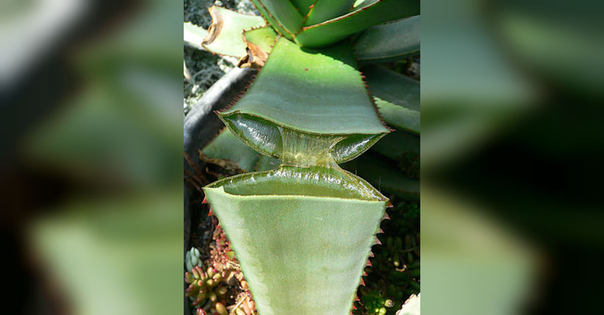 10 Easy Low Light Houseplants To Grow LittleThings com