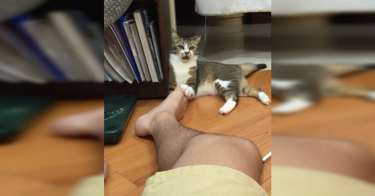Cat Gets A Wiff Of Guy's Smelly Feet. It's Reaction? I Can't Stop
