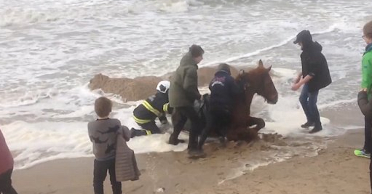 Horse Rescued From Quicksand By Firefighters