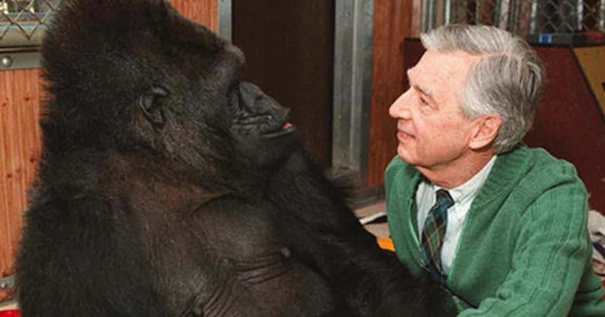 Mr. Rogers Talks To A Gorilla, You Won't Believe What She Tells Him! My