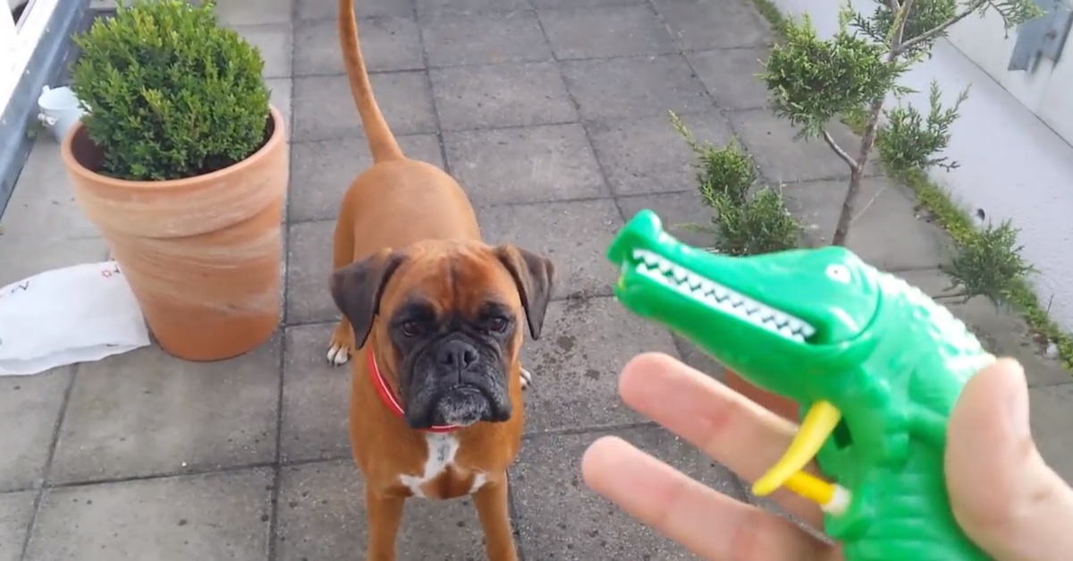 Dog water sale gun