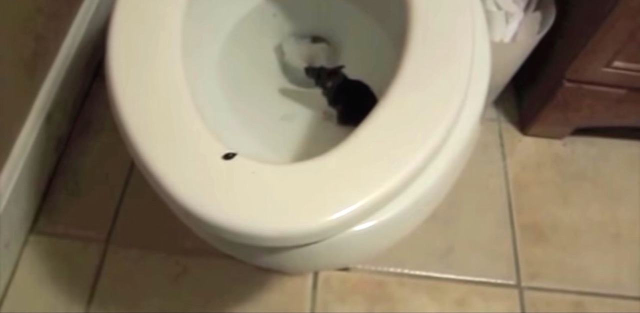 prevent animal s from crawing in your toilet
