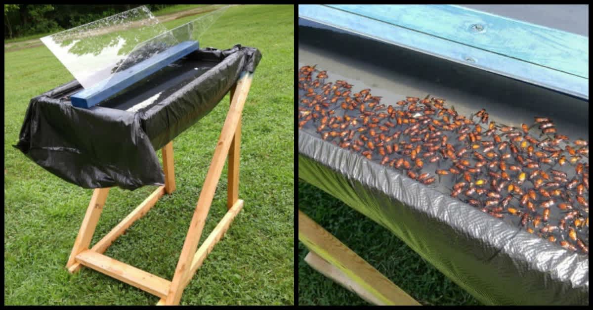Man Builds Trap That Catches Thousands Of Horseflies