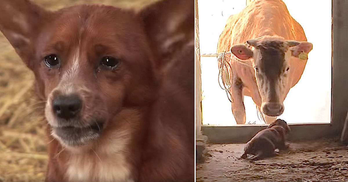 Sad Dog Cries All Day Over Missing Mama Cow Who Raised Her |  