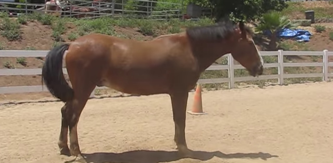 Farting Horse Has The Time Of His Life Passing Gas