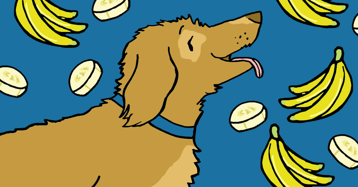 View of Can Dogs Eat Bananas? Everything You Need To Know | LittleThings.com