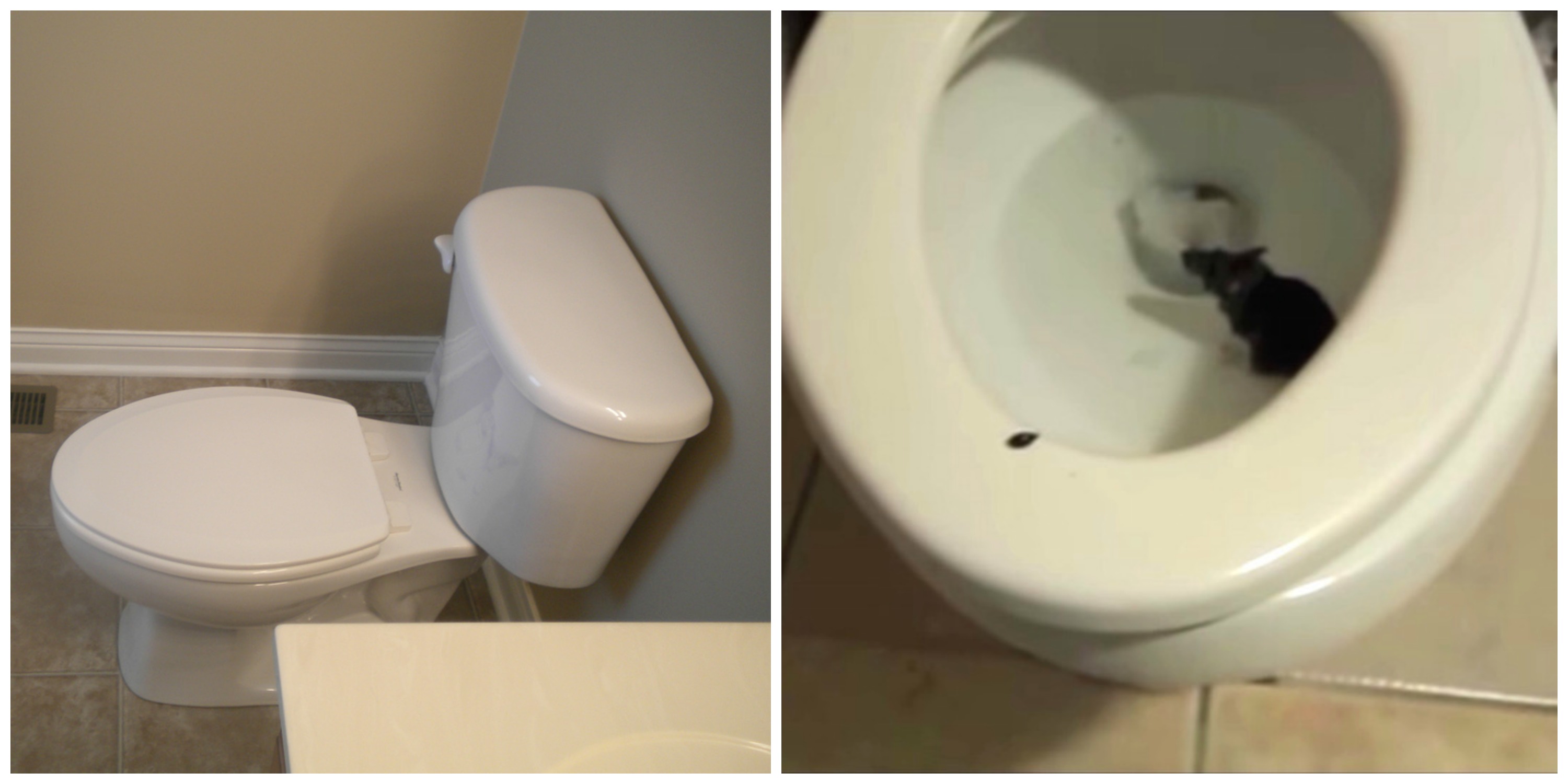 Principal 143+ imagen crabs from toilet seat In.thptnganamst.edu.vn