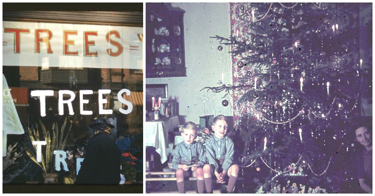 How To Pick Out A Christmas Tree 9 Important Tips