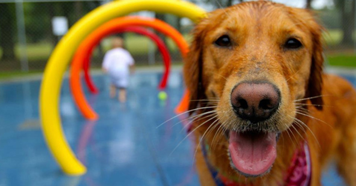 The 7 Best Dog Parks In America...Did Yours Make The List