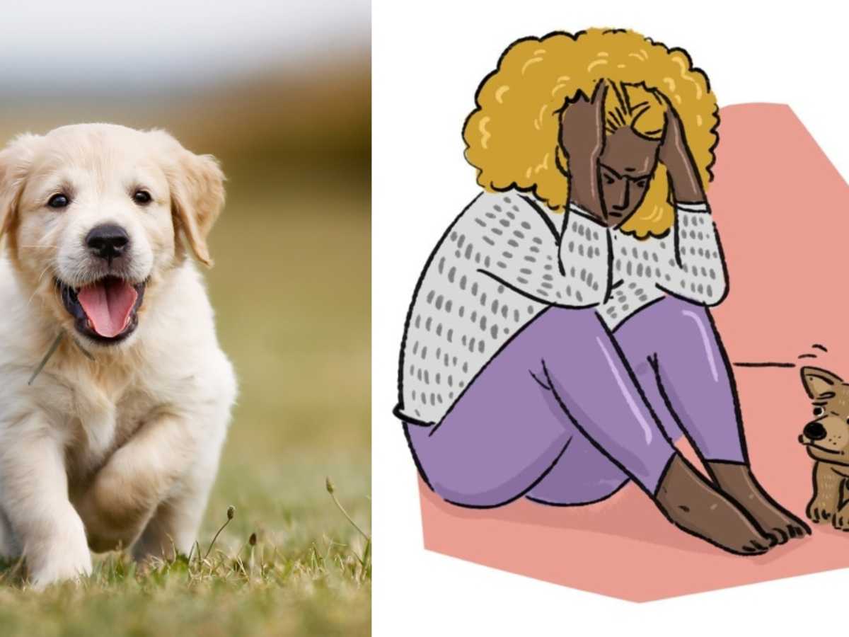 Puppy Blues: What To Do When You Regret Bringing Home Your New Furry Friend  | Littlethings.com