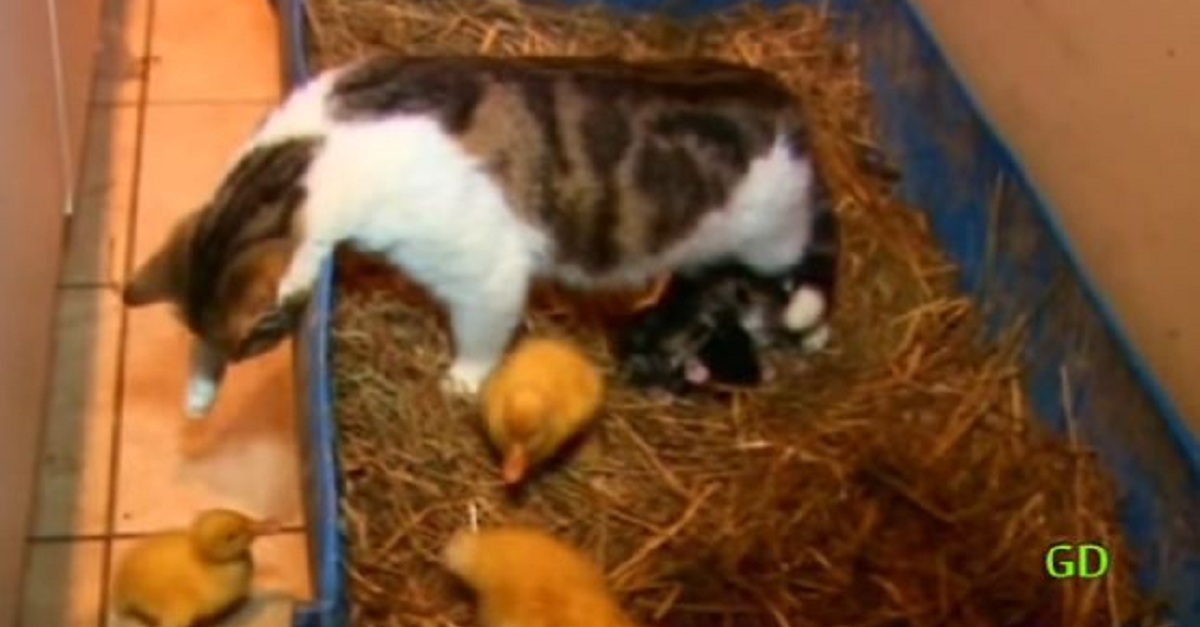They Thought The Cat Was About To Kill Their Ducklings... What Happened