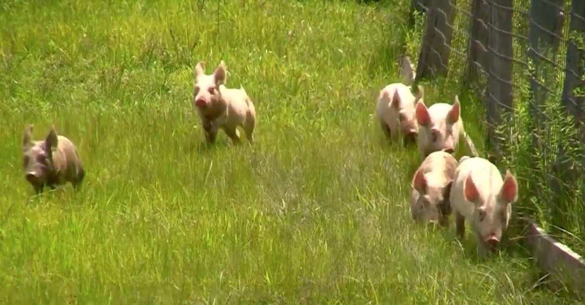 Rescued Piglets Let Loose In The Field. Seconds Later? I Can't Stop ...