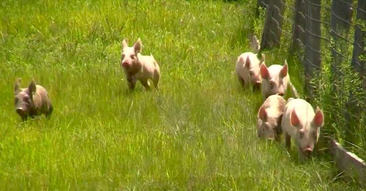 Piglets Axed Rescued Piglets Let Loose In The Field. Seconds Later? I Can't Stop ...