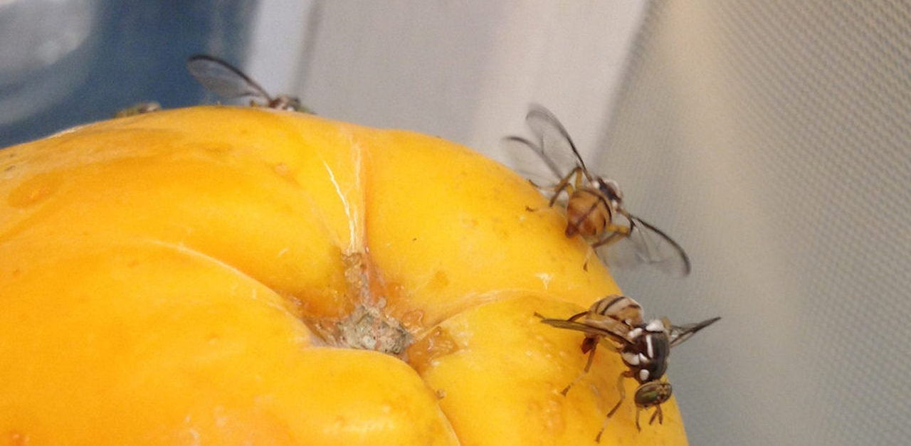 Flies Spread Disease, So Don't Eat Food They Land On