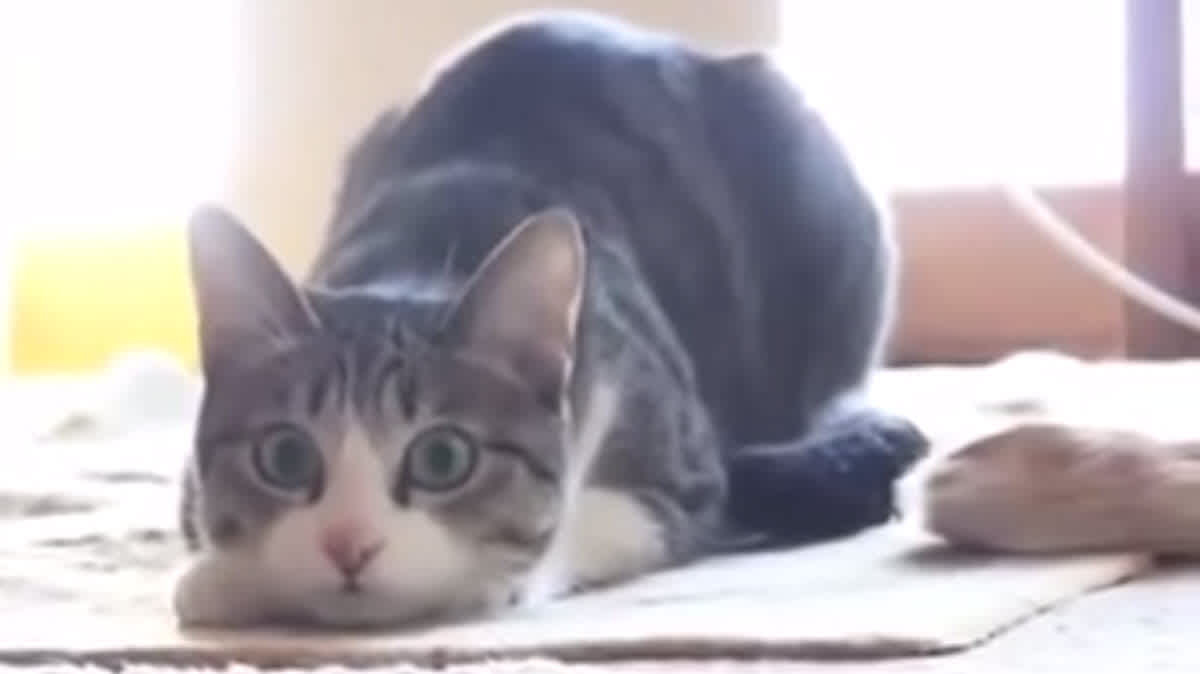 These Surprised Cats Are Sure To Give You A Good Laugh