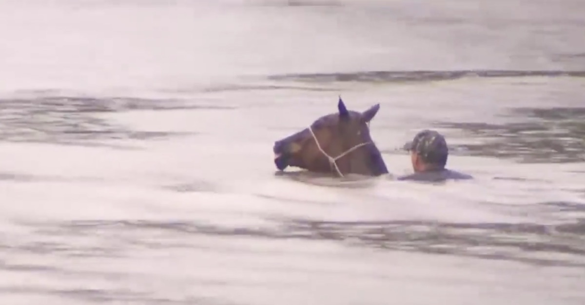 Brave Family Man Dives Into Floodwaters To Save A Group Of Drowning
