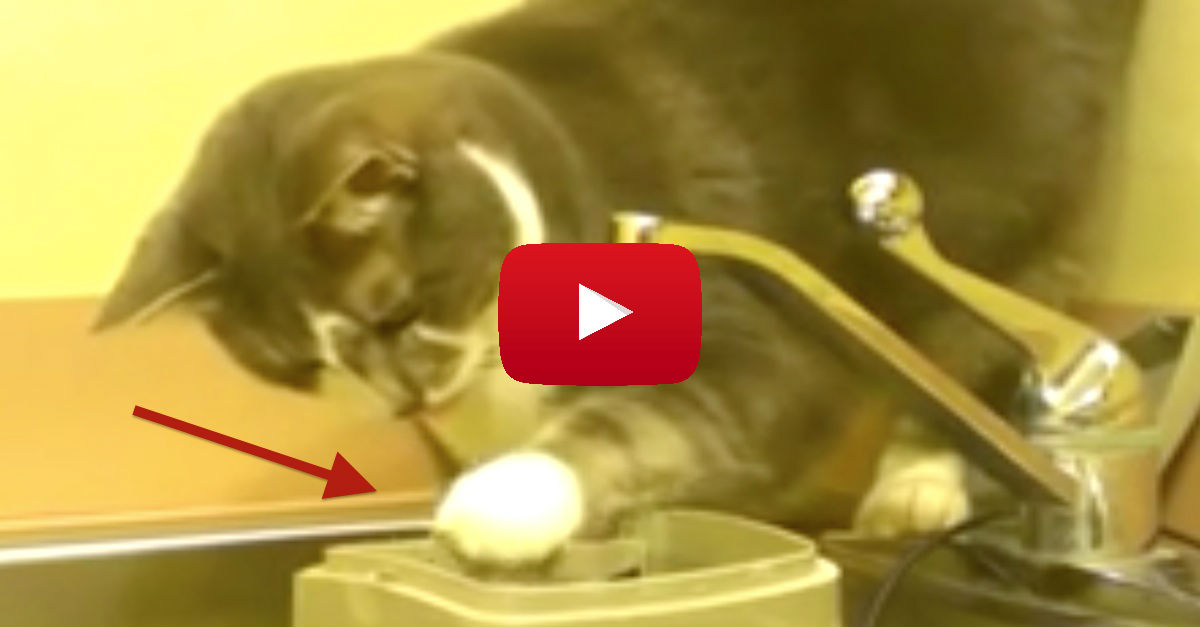I've NEVER Seen A Cat Do This Before, But It's Absolutely AMAZING! I'm ... - Water And Cat Play