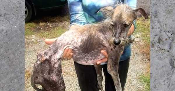 She Picks Up This Dying Dog, But The Craziest Part Is What Comes Next