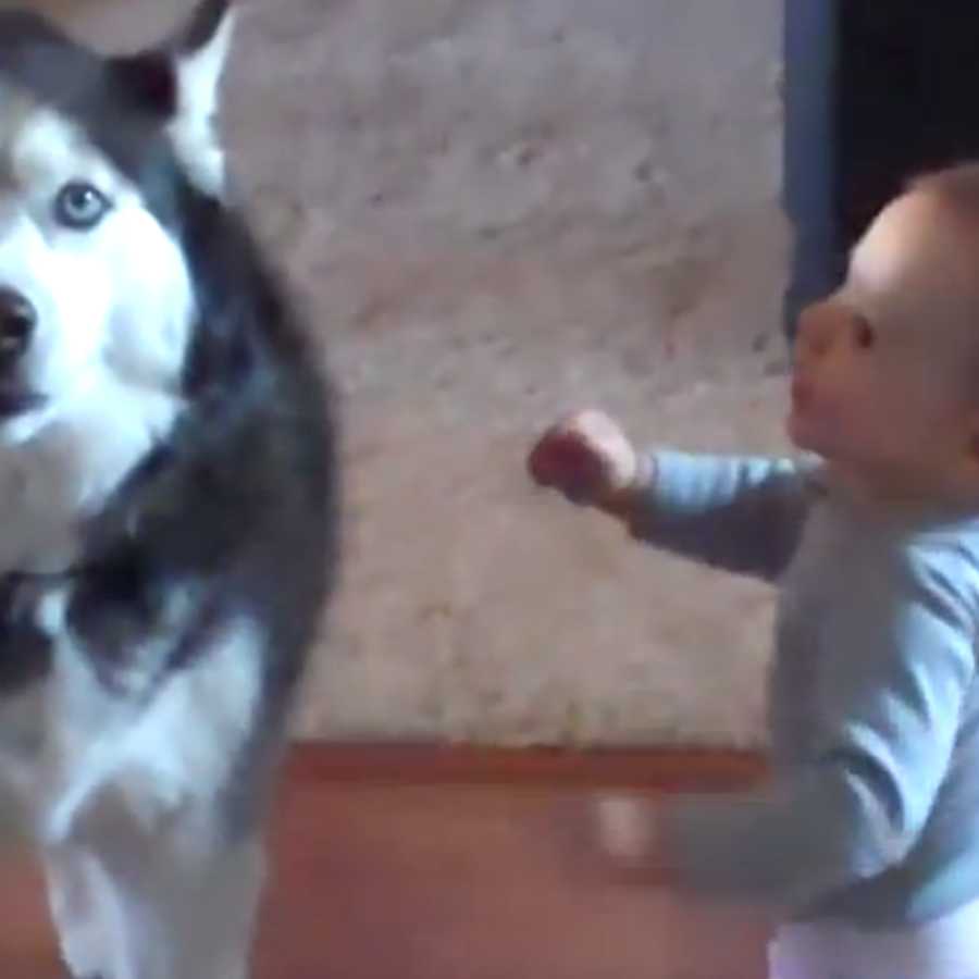 Husky and online baby talking