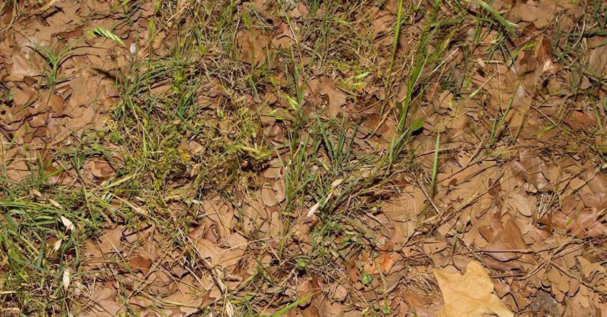 Copperhead Snake Is Impossible To Spot In Leaves