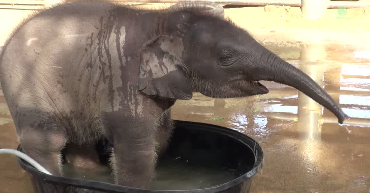 Tiny Baby Elephant Wants To Take A Bath. Now Watch When Big Mama Shows  Up... | LittleThings.com