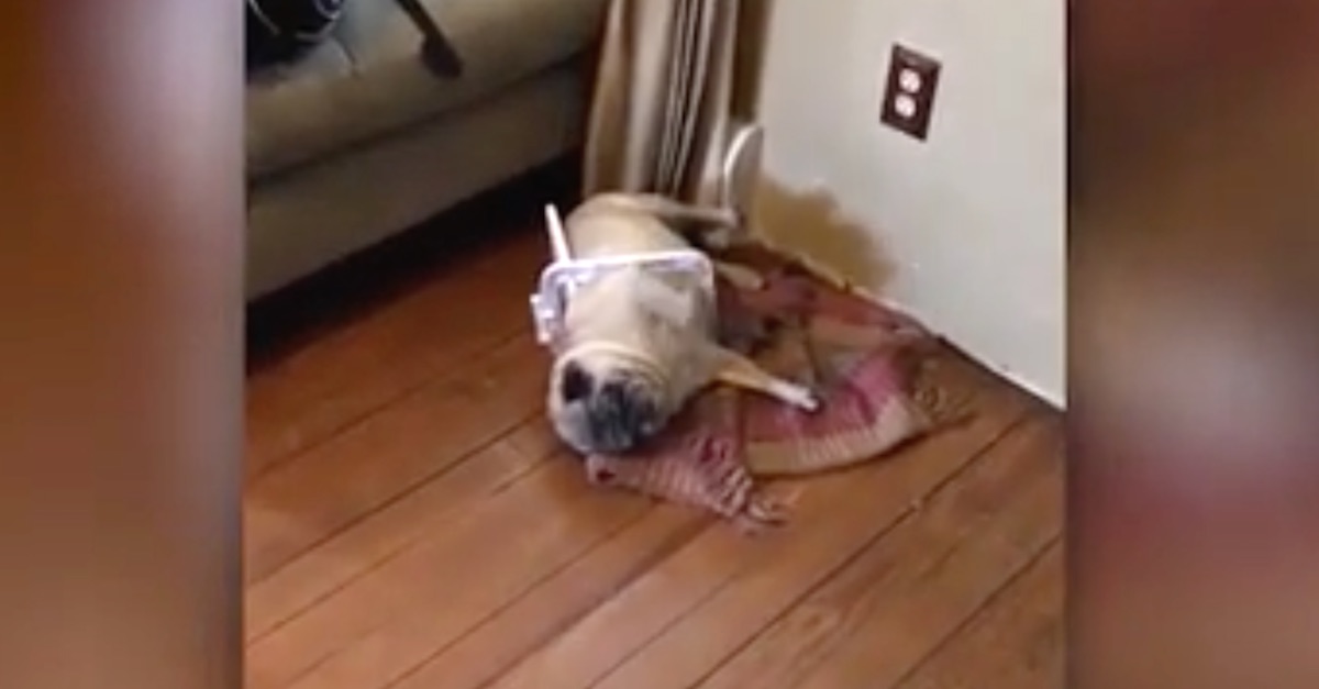 Pug falling outlet down stairs