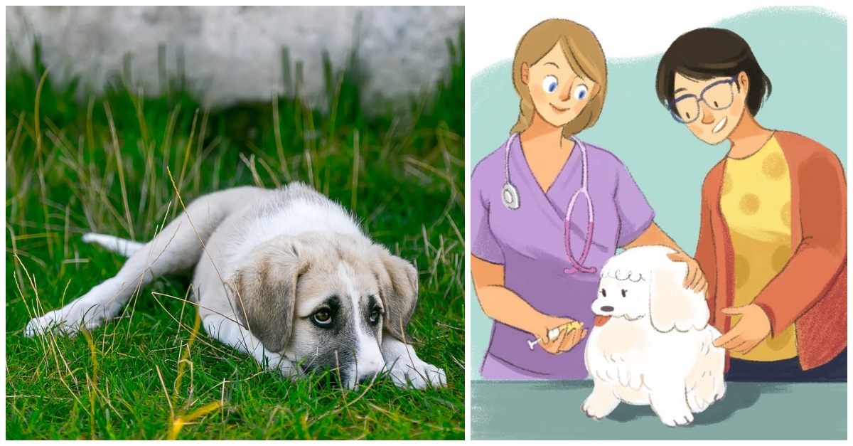 Puppy Care 101 What Every Dog Owner Needs To Know About