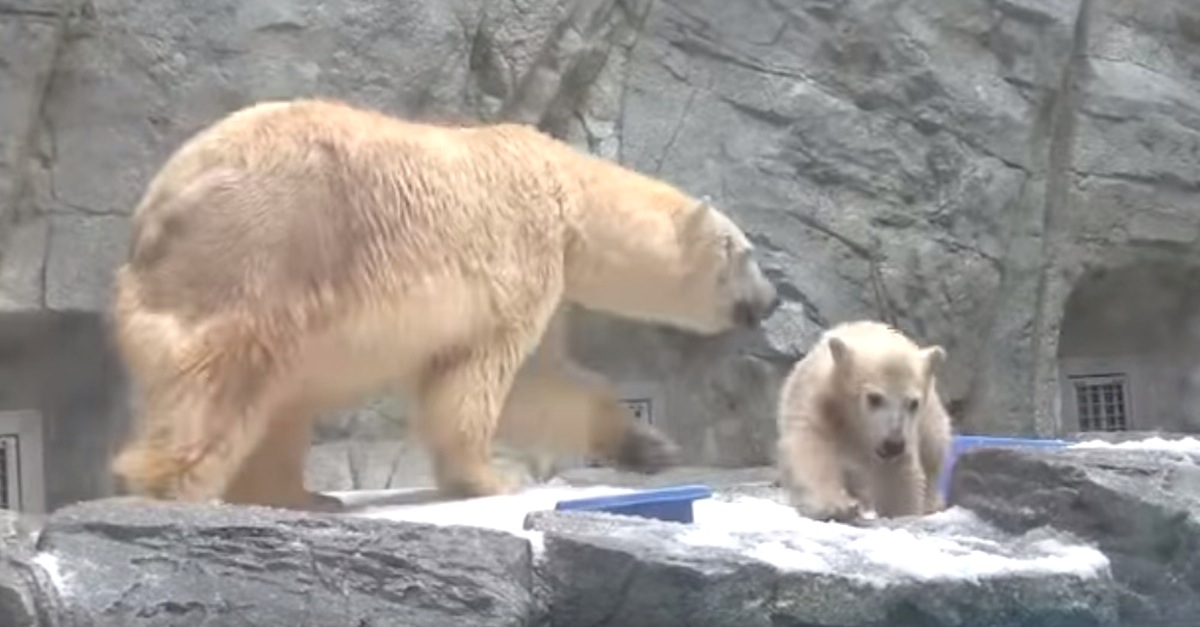 A Baby Polar Bear Slips Into The Water. Now Watch What His Mom Does, Unbelievable! | LittleThings.com