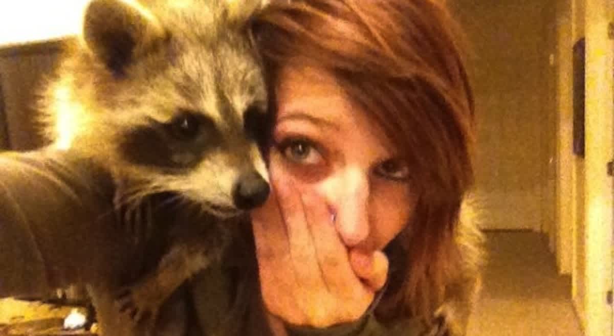 raccoons as pets