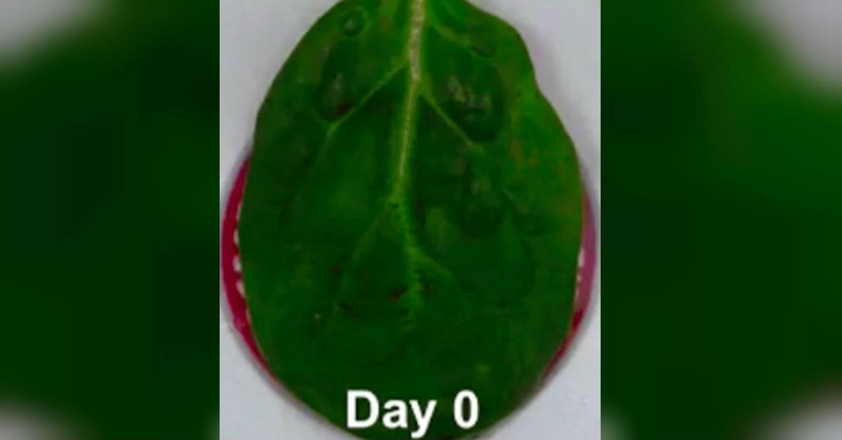Spinach Transforms Into Heart Tissue