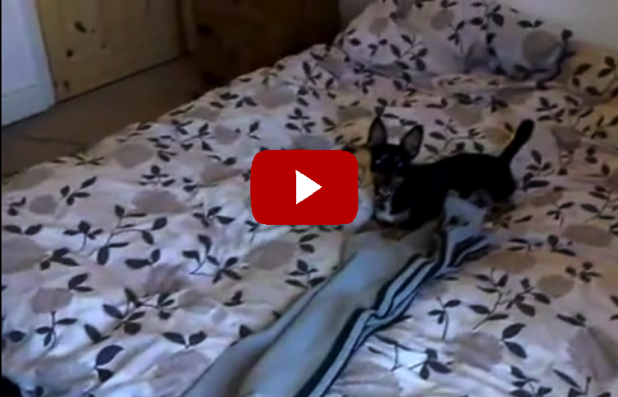 My Dog Jumped On My Bed, And Look What He Did!