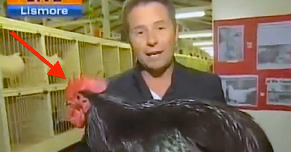 Rooster Fail Rooster *Hilariously* Attacks Reporter On Live TV! I Guarantee This ...