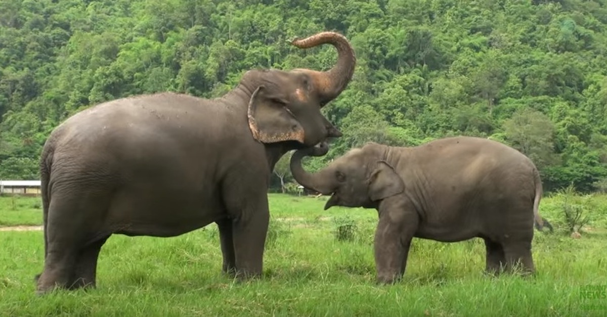 Top Ten Baby Elephants At Play - Elephantnews 