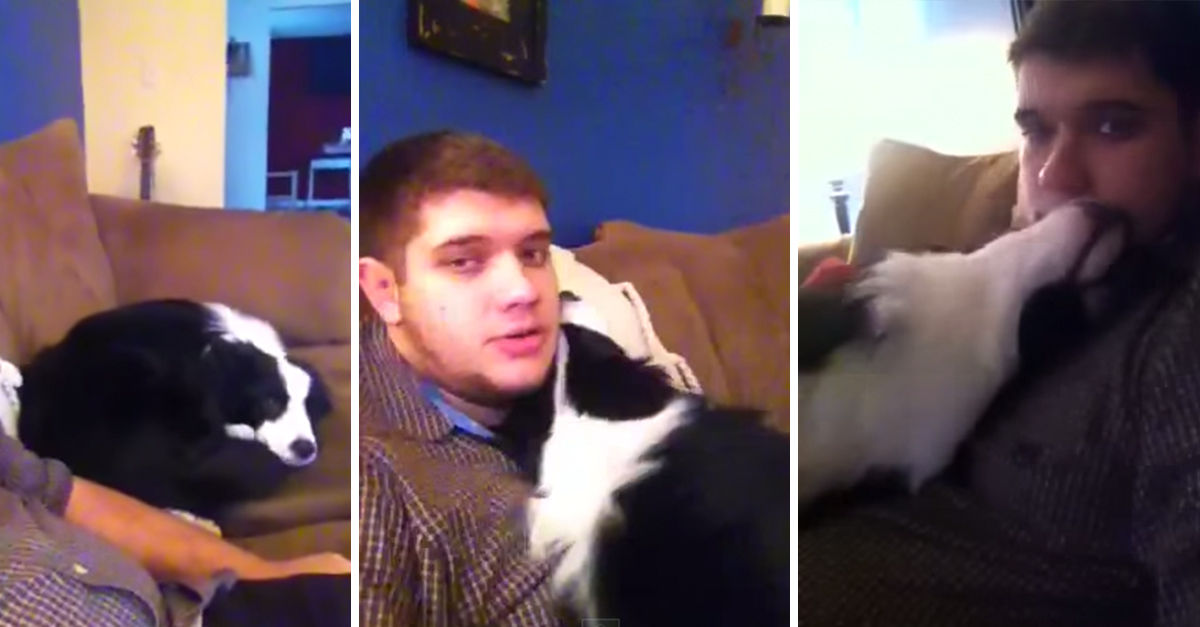 Dog Tears Up His Bed, Now Watch What He Does To Apologize