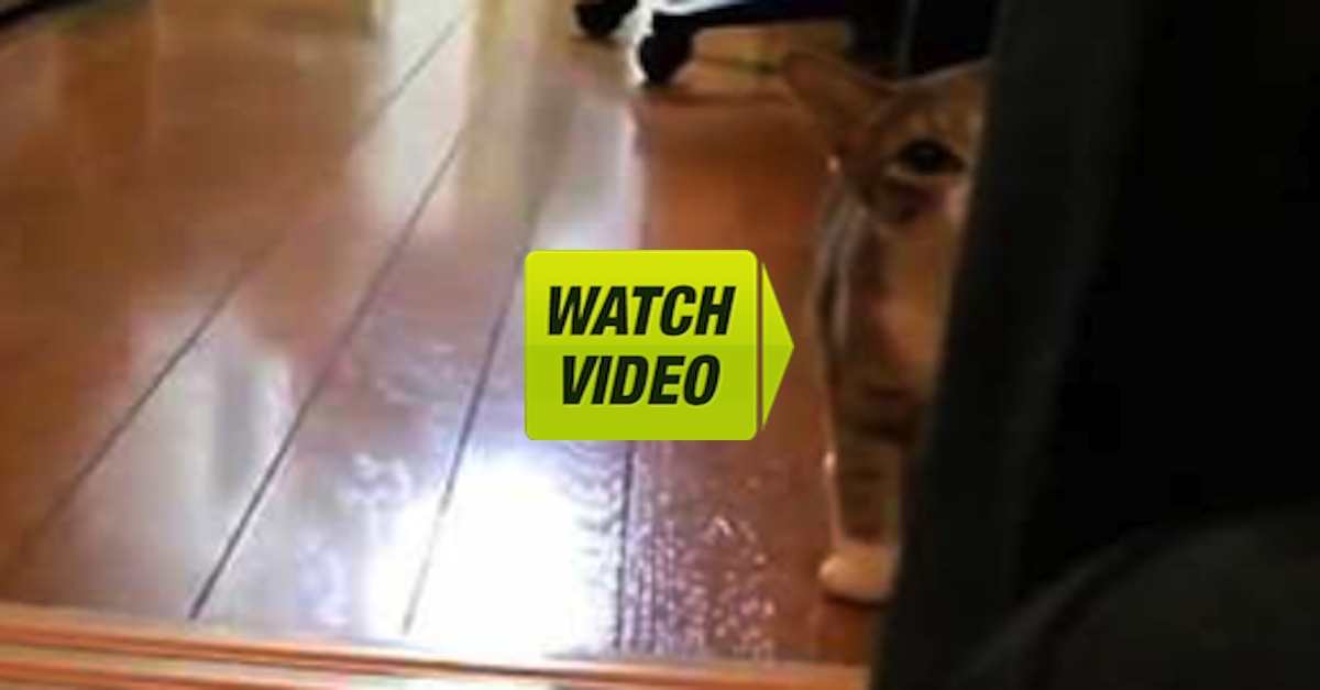 Hysterical! This Cat Stalks Her Owner, And It's One Of The Funniest