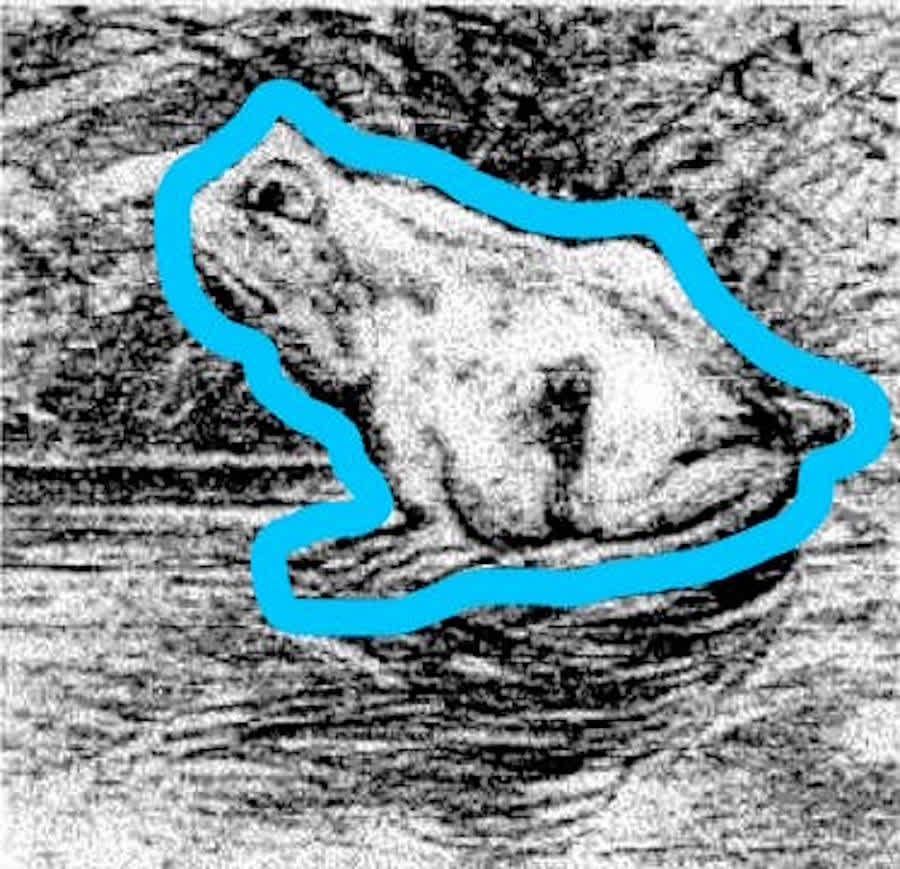 black and white picture of a frog optical illusion
