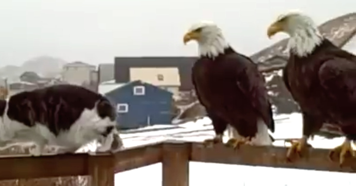 Worried Cat Has Never Seen An Eagle Before. When The Camera Pans Right